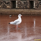 Dieppe200800712