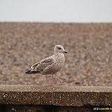 Dieppe200800713