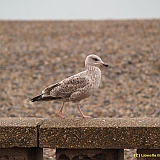 Dieppe200800714