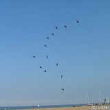 ecupcervia2005-0102